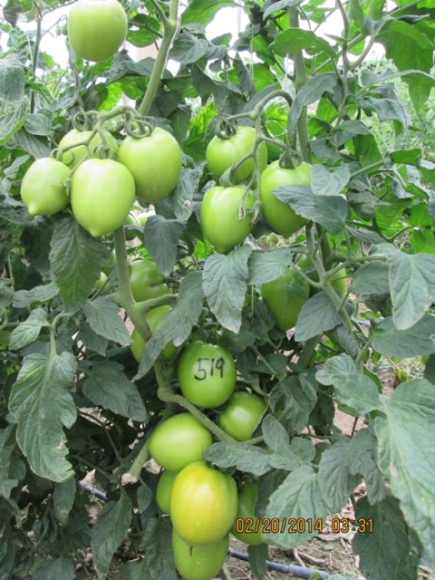 Determinate tomato 820-519 p1